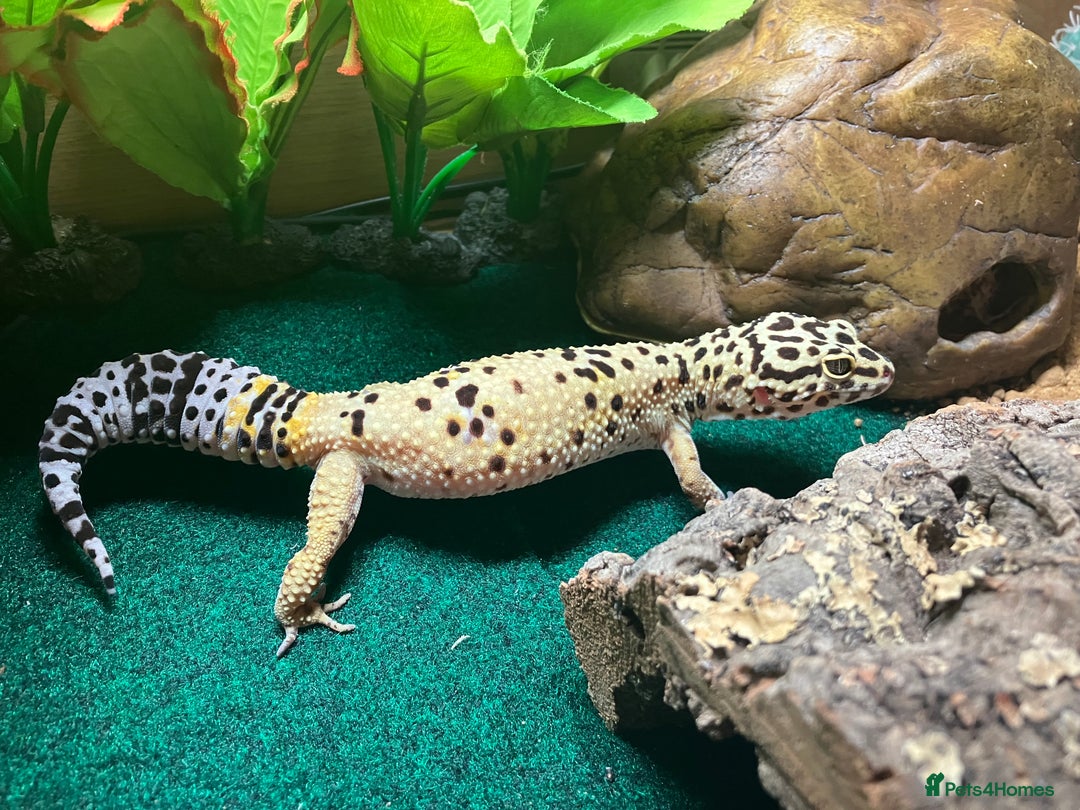 Leopard Gecko reptiles for sale: Leopard gecko vivarium and accessories for sale  - Image 4