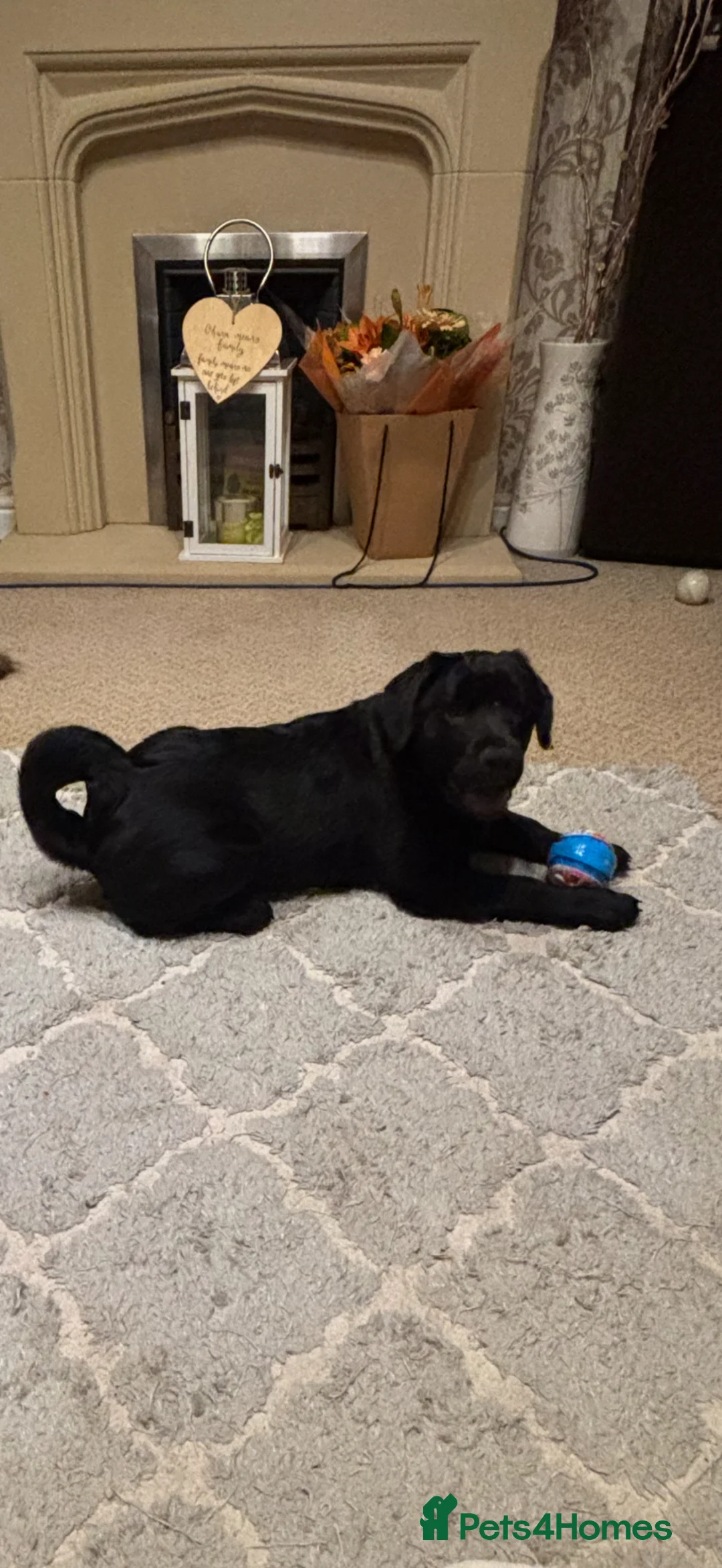 Mixed Breed dogs for sale: Cocker Spaniel cross Chow Chow puppies - Advert 2