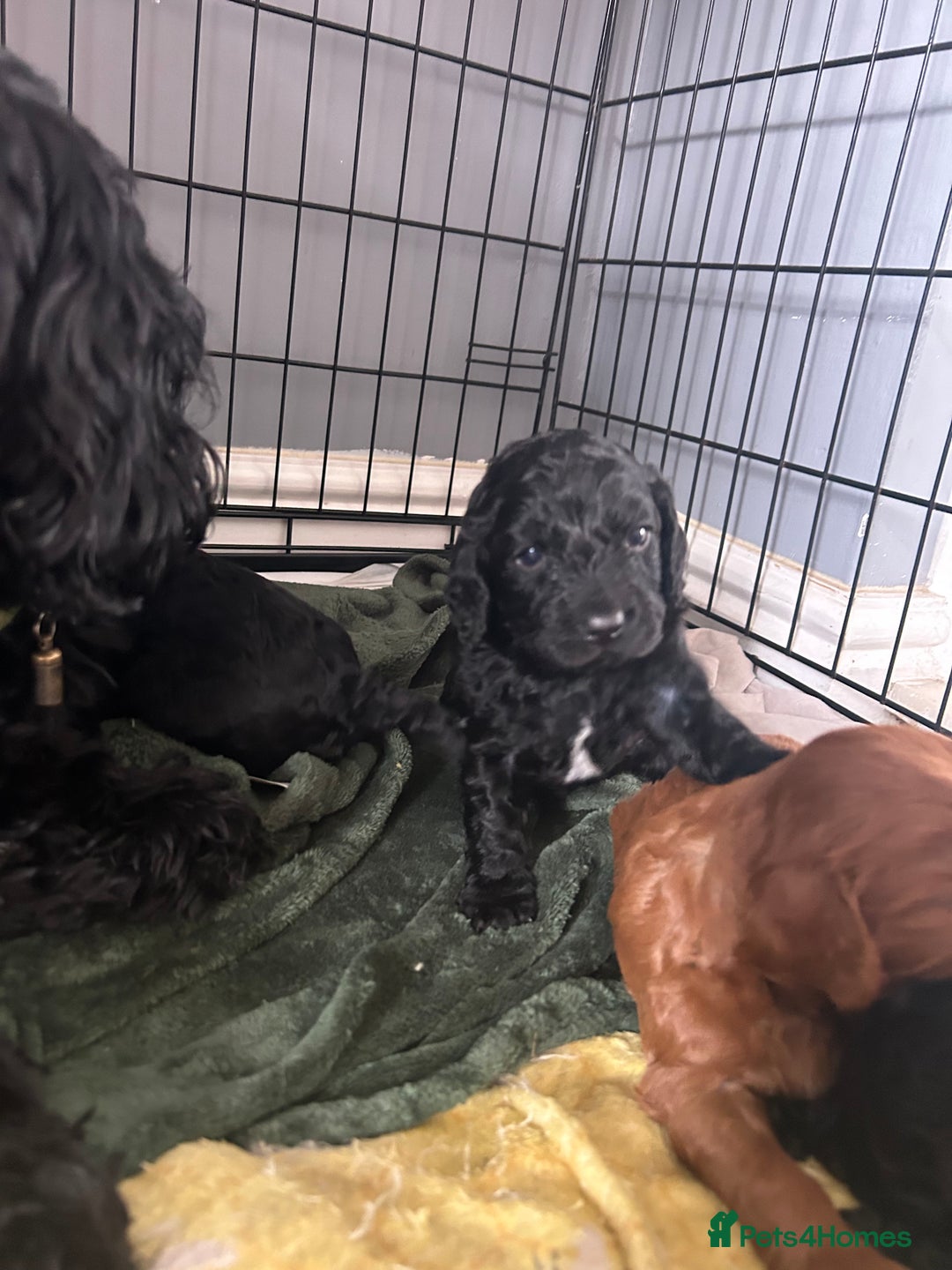 Mixed Breed dogs for sale: Cavalier-poo  - Image 8