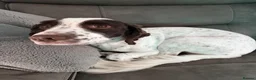 Sprocker dogs for sale: 5 year old sprocker  - Advert 2