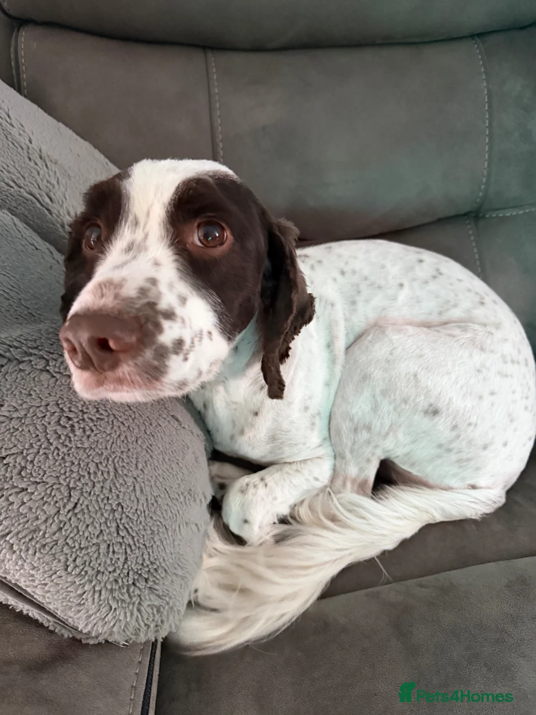 Sprocker dogs for sale: 5 year old sprocker  - Advert 2