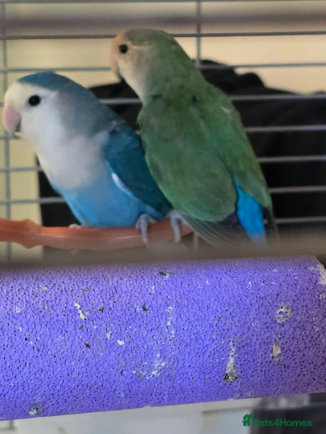 Lovebirds birds for sale: Pair lovebirds  - Advert 1
