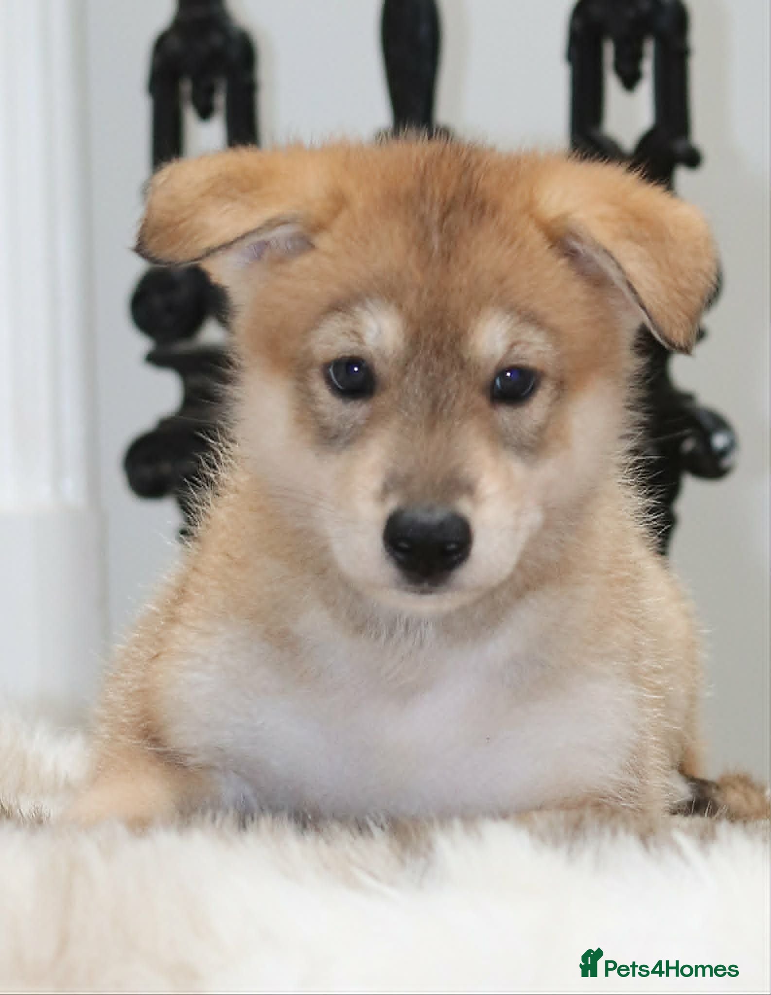 Saarloos Wolfdog dogs Timber dog wolfalike puppies - Advert 1