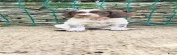Mixed Breed dogs for sale: Cocker x sprollie  - Advert 4