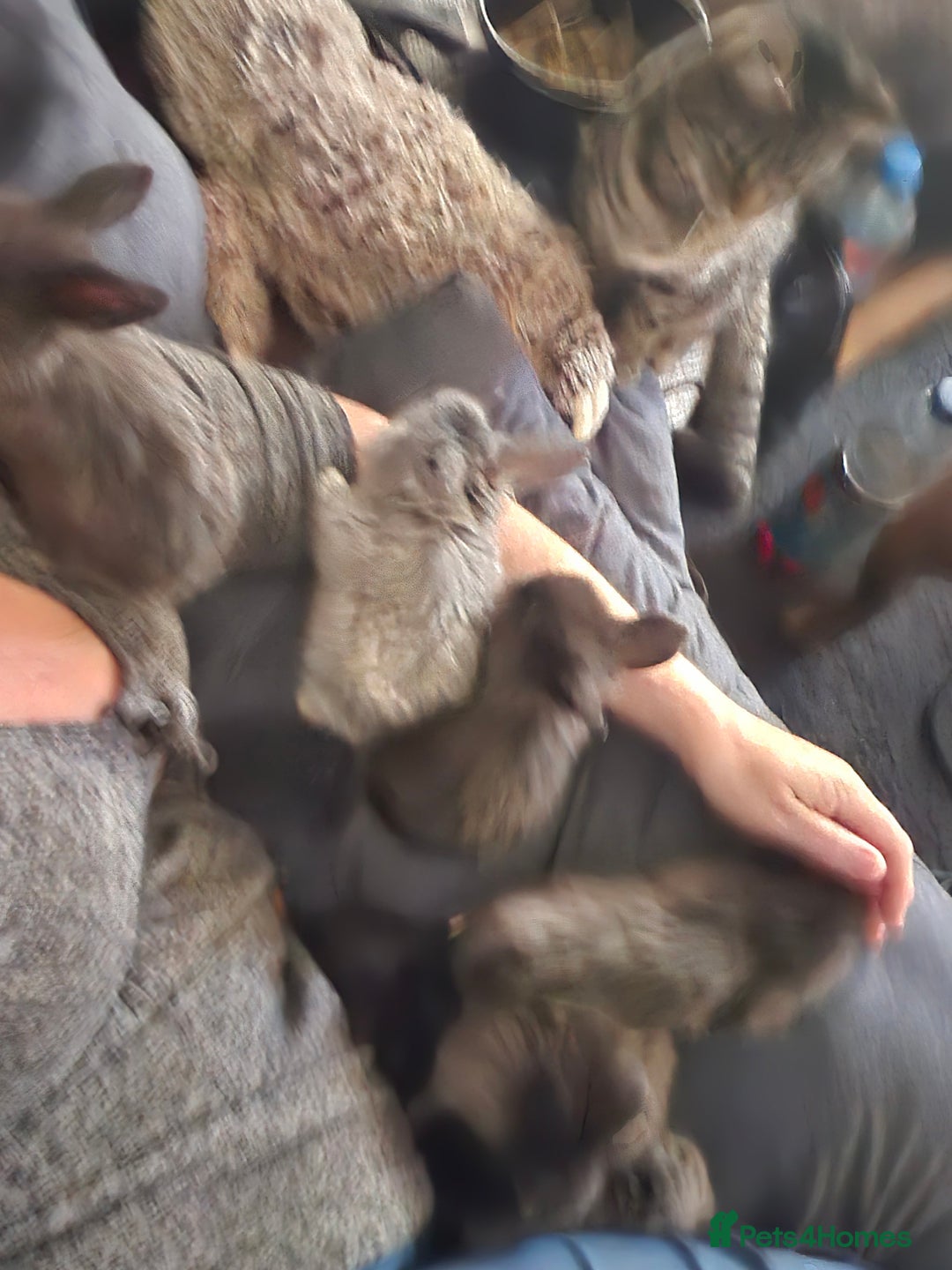 Mixed Breed rabbits for sale: Beautiful 7 week old French lop/lionhead bunnies - Advert 1