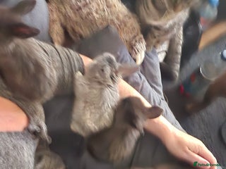 Mixed Breed rabbits Beautiful 7 week old French lop/lionhead bunnies - Advert 1