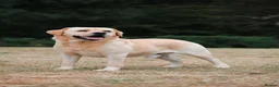 Labrador Retriever dogs for sale: Hector is in need of a new home  - Advert 2