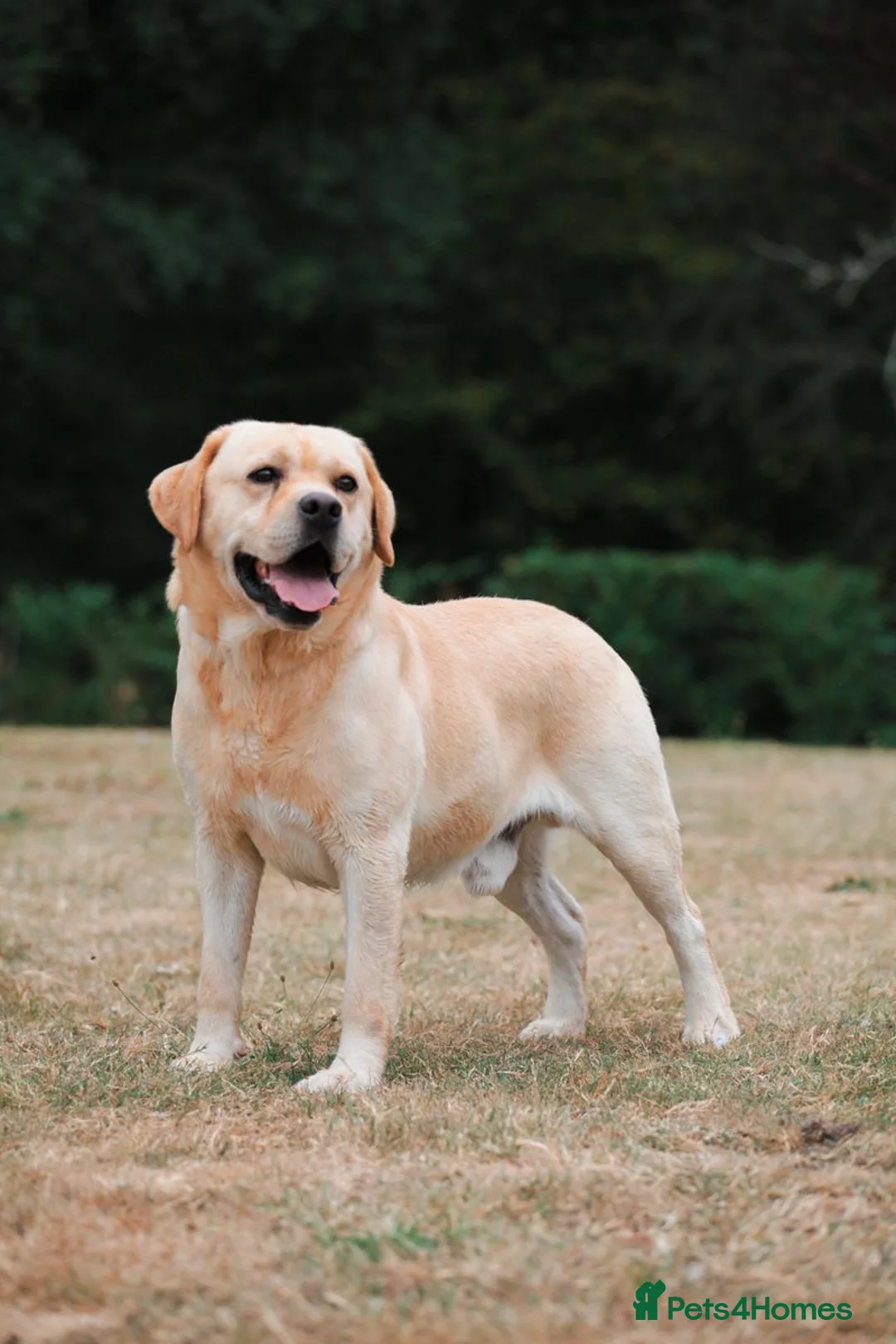 Labrador Retriever dogs for sale: Hector is in need of a new home  - Advert 2