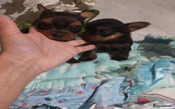 Yorkshire Terrier dogs for sale: 💝💝Beautiful miniature babies 💝💝 - Image 33