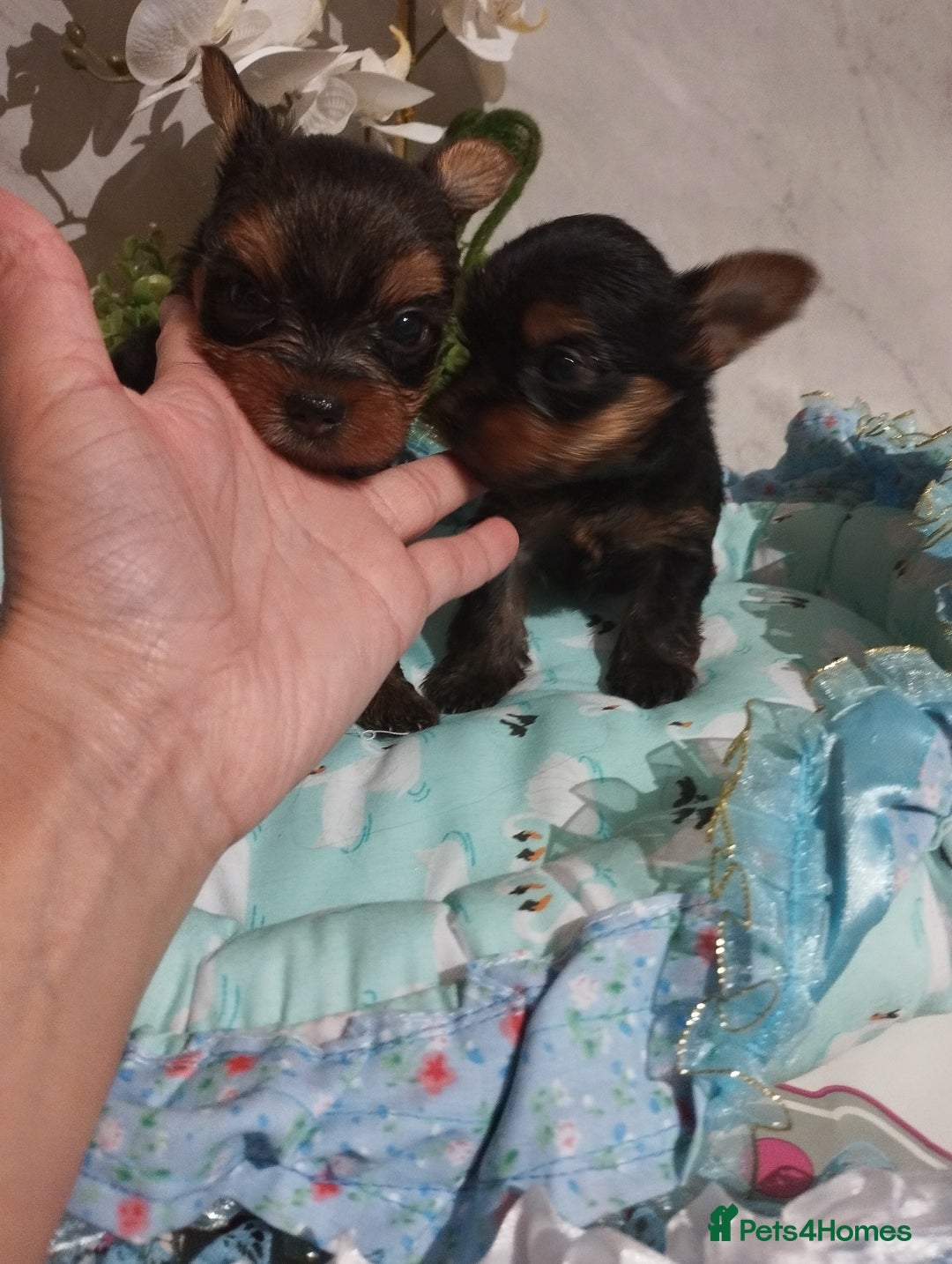 Yorkshire Terrier dogs for sale: 💝💝Beautiful miniature babies 💝💝 - Image 33