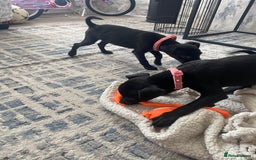 Patterjack dogs for sale: Patterdale puppies in Merthyr Tydfil - Image 4