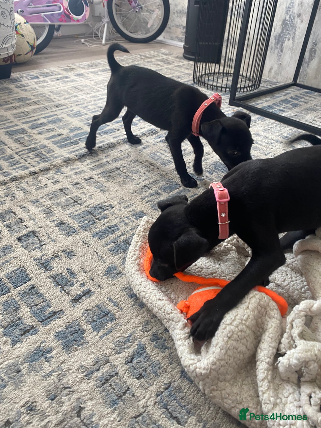 Patterjack dogs for sale: Patterdale puppies in Merthyr Tydfil - Image 4