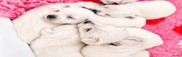 West Highland Terrier dogs for sale: STUNNING KC REGISTERED WESTIE PUPPYS BOYS & GIRLS  - Advert 5