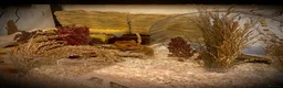 Hamster rodents for sale: Syrian Hamster - Advert 6