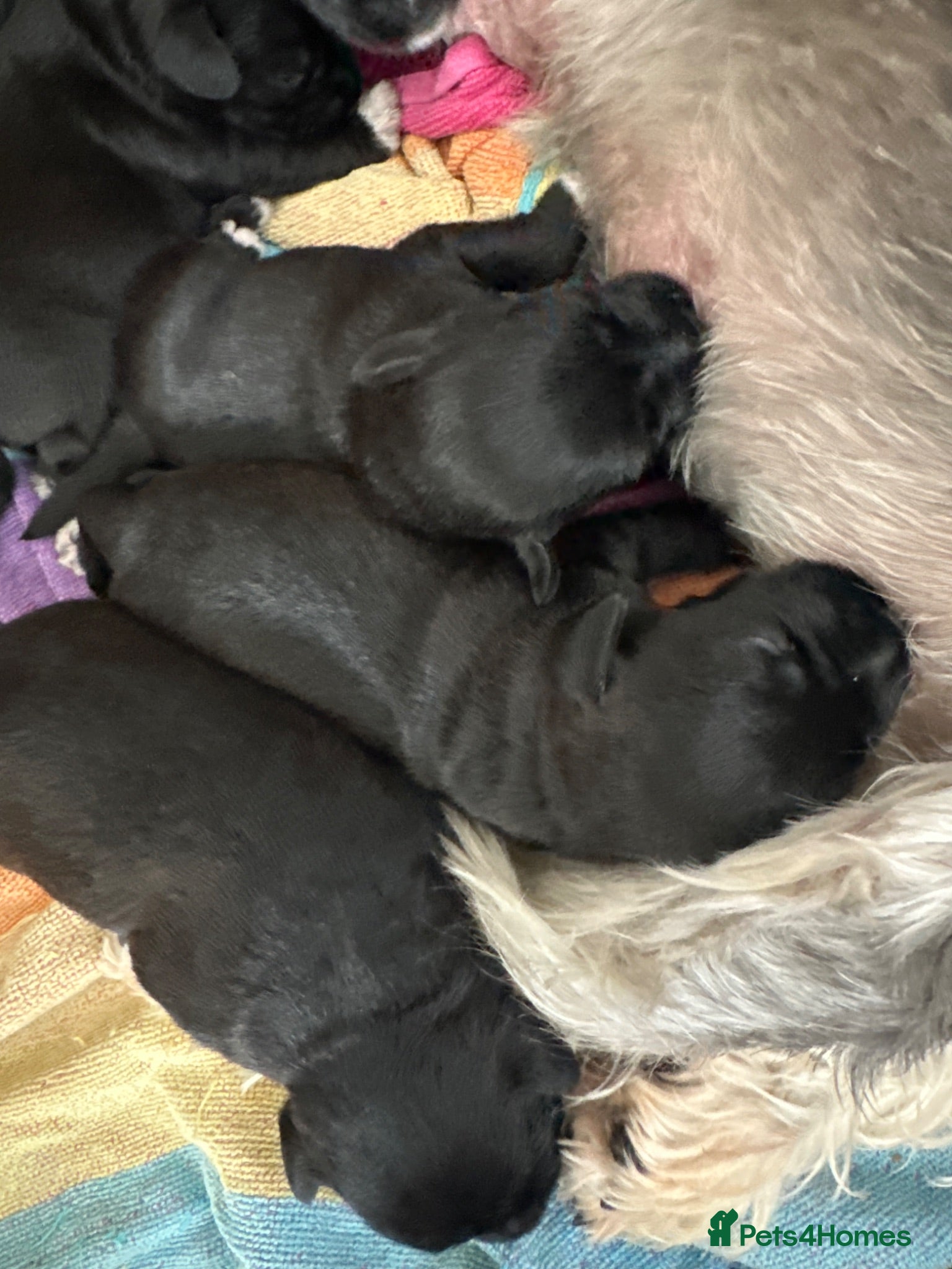 Miniature Schnauzer dogs KC MINI SCHNAUZER PUPS - Advert 7