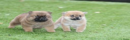Chow Chow dogs for sale: 🐾Chow chow cross Japanese chin 🐾 - Advert 9