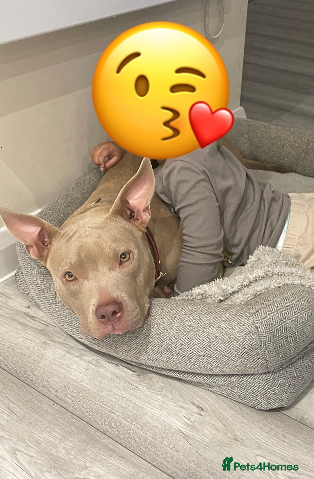 American Bully dogs for sale: Nova - Beautiful 1-Year-Old American Pocket Bully - Advert 9