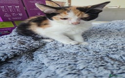 Mixed Breed cats for sale:  🐾 Adorable Kittens Ready for Loving Homes 🐾 - Image 12