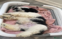 Shih Tzu dogs for sale: Shih Tzu Puppy for Sale - Image 2