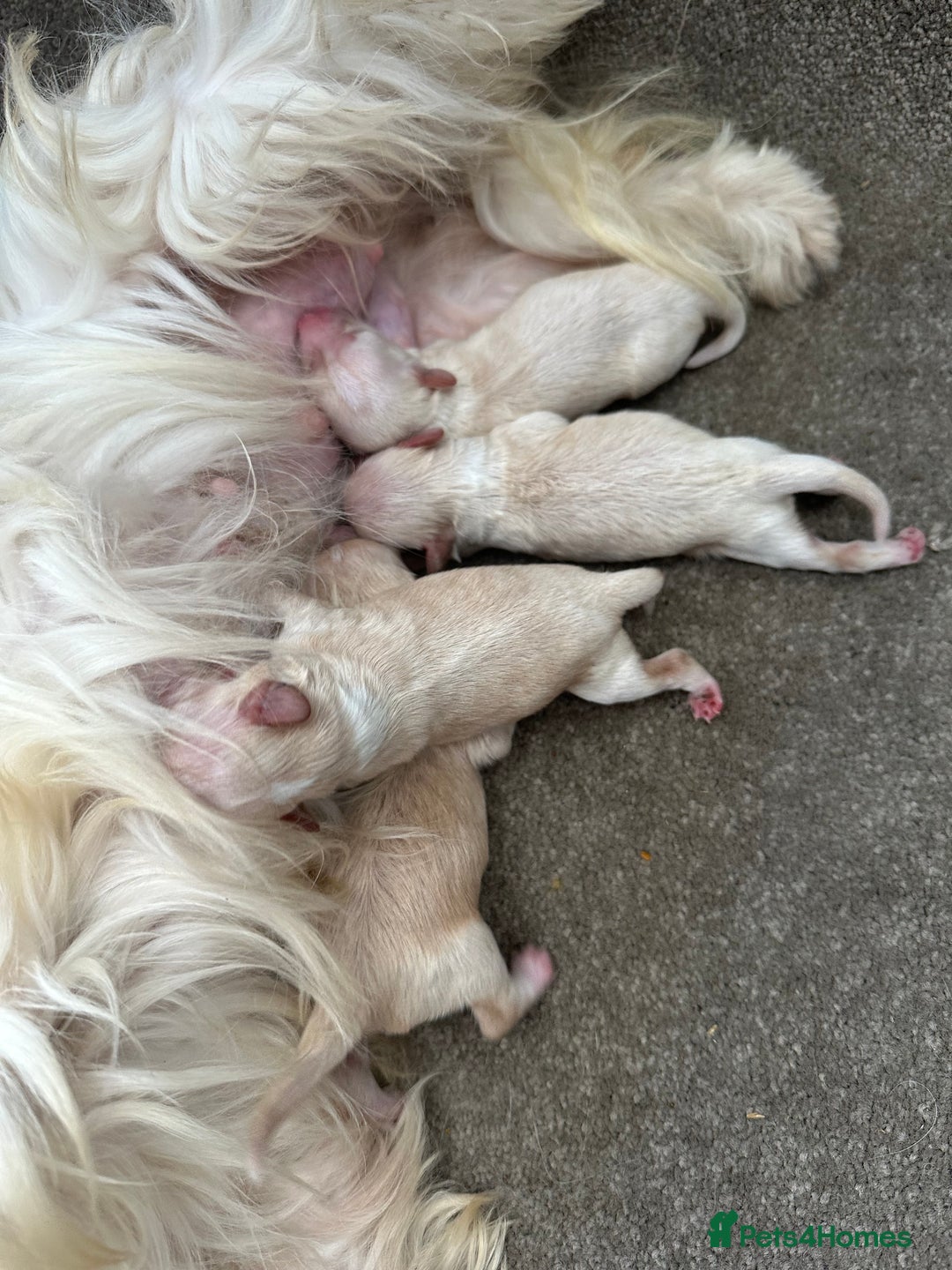 Maltipoo dogs for sale: Outstanding F1 Maltipoo Puppies - Image 28