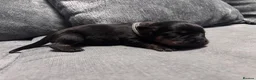 Rottweiler dogs for sale: ELITE KC REGISTERED GERMAN ROTTWEILER PUPPIES  - Advert 6