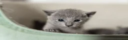 Russian Blue cats for sale: TICA Reg Boutique Russian Blue Kittens  - Advert 33