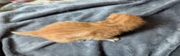 Mixed Breed cats for sale: Bengal x Maine coons kittens  - Advert 5