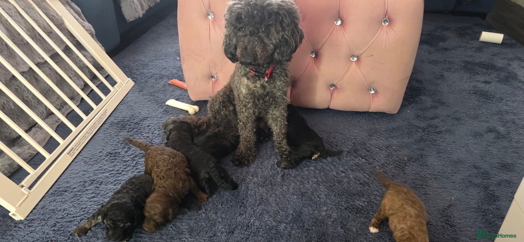 Mixed Breed dogs for sale: Miniature toy poodles  - Image 10
