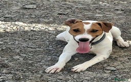 Mixed Breed dogs for adoption: Little Reggie wants to go home  - Image 5