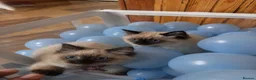 Birman cats for sale: Birman Kittens - Advert 3