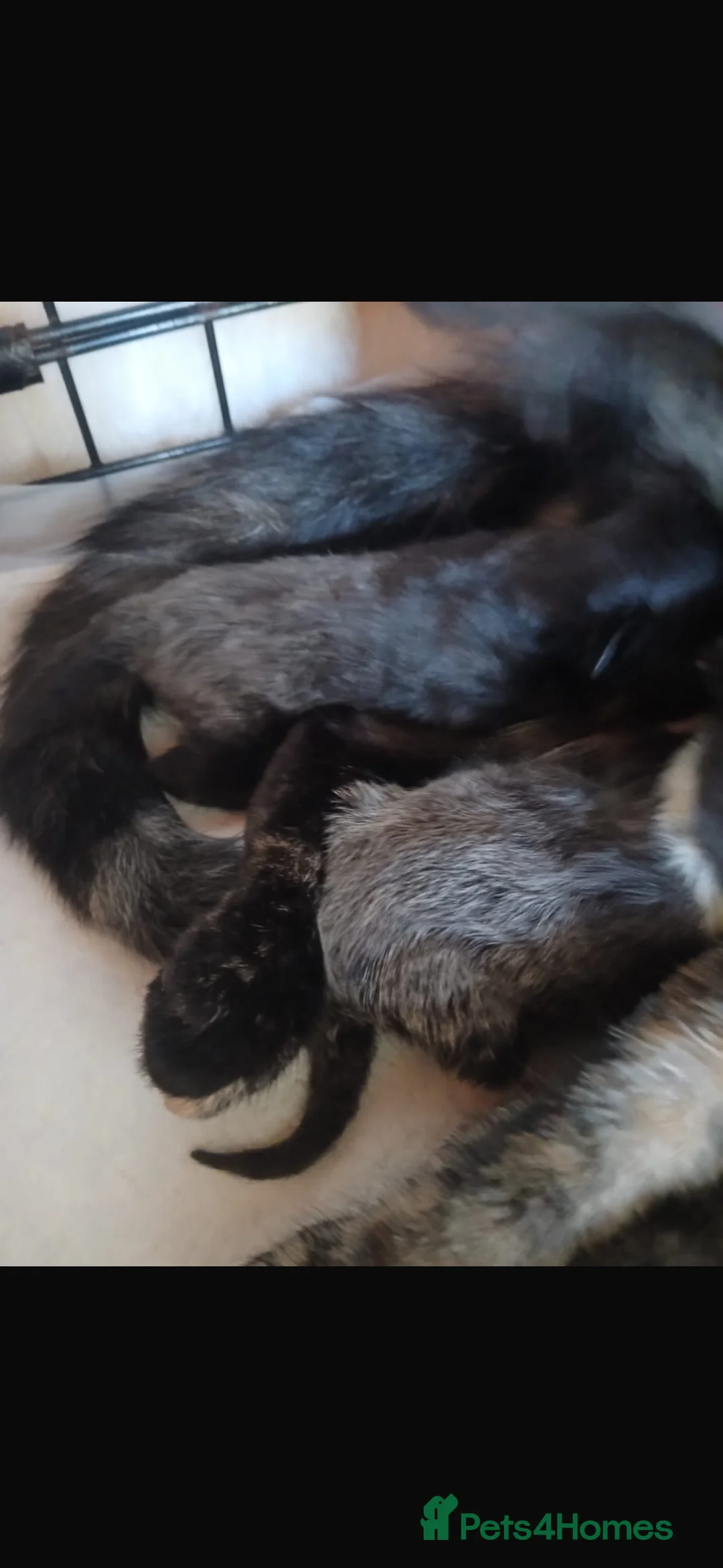 Mixed Breed cats for sale: 4 beautiful kittens for sale - Advert 2