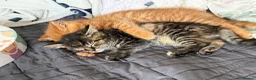 Mixed Breed cats for sale: Beautiful kittens available - Advert 8