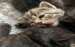 Bengal cats for sale: Mixed Stunning Bengals  - Image 5