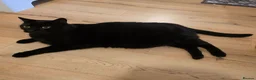 Mixed Breed cats for adoption: Belly Up Butter Cup! - Advert 3