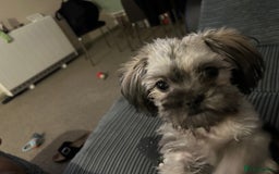 Mixed Breed dogs for sale: 7month Old Pup  - Advert 2