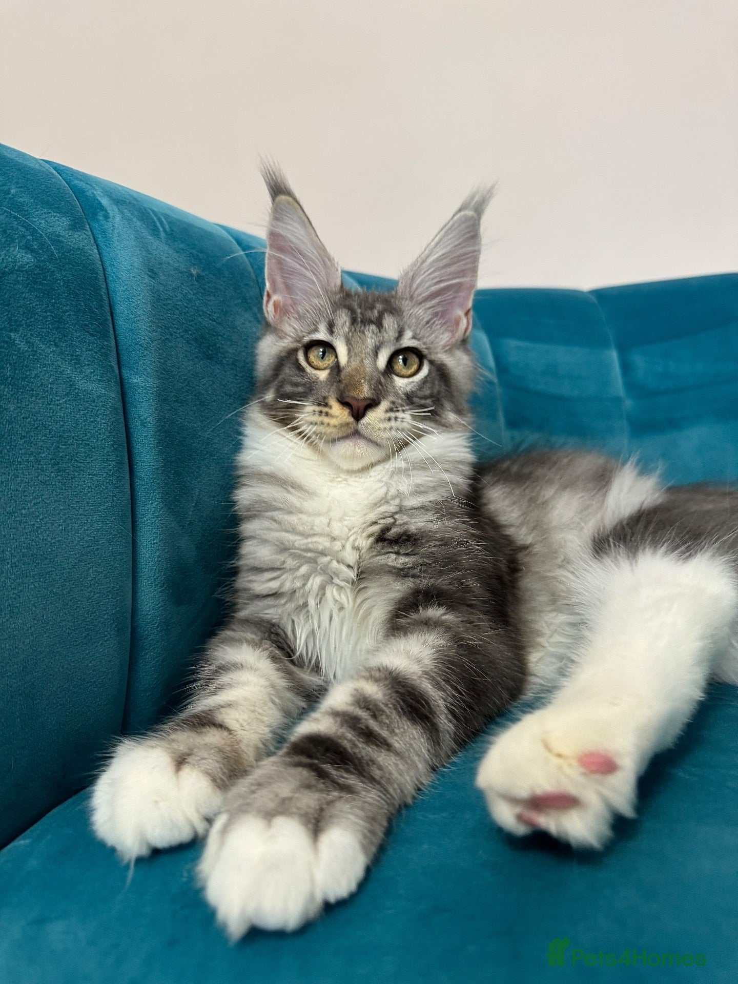 Maine Coon cats TICA Pedigree Registered Maine Coon Kittens - Advert 1