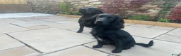 Cockerdor dogs for sale: Cockerdor puppies - Advert 19