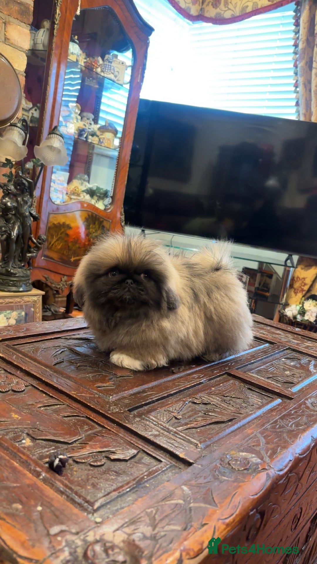 Pekingese dogs for sale: Stunning Pekingese puppies  - Advert 11