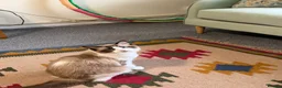 Ragdoll cats for sale: Ragdoll - Advert 9