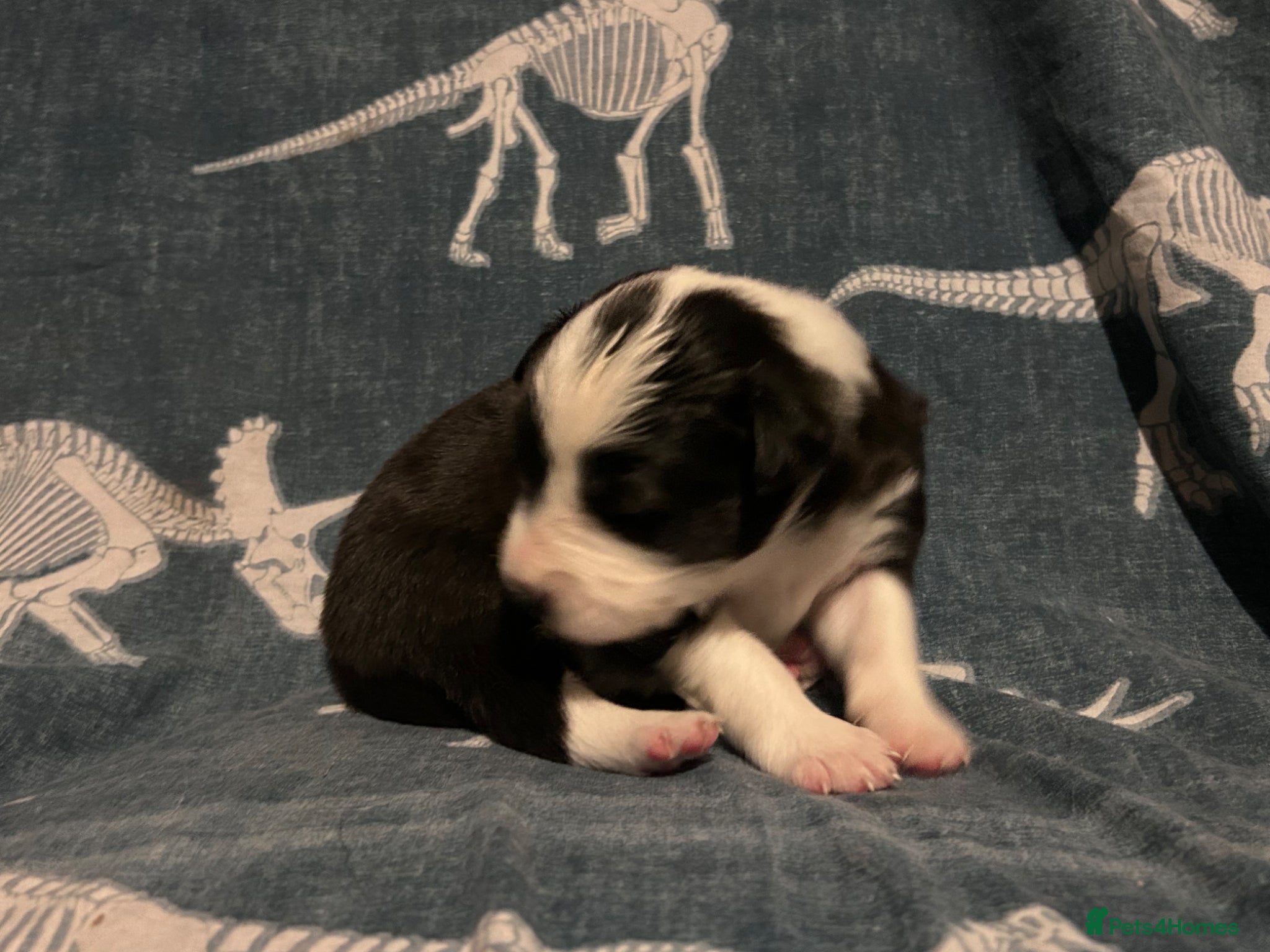 Border Collie dogs for sale: 1 health tested boy left - Advert 23
