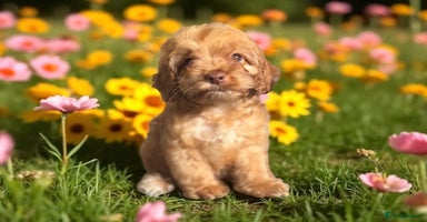 Cockapoo dogs - Advert 1