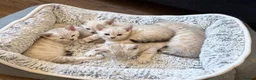 Bengal cats for sale: Snow/Leopard Bengal Kittens- Last One Left - Ready - Advert 5