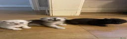 Persian cats for sale: 3 beautiful pure bred Persian kitten - Advert 3