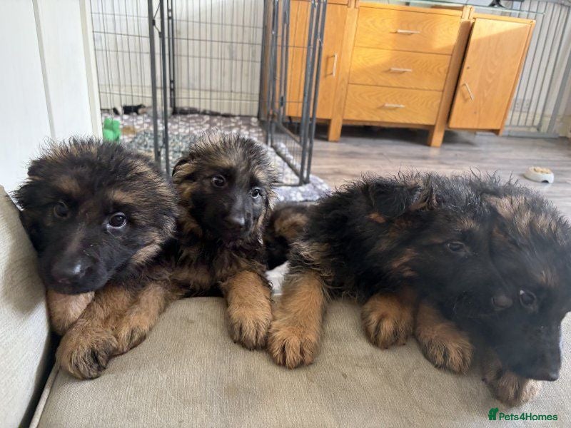 German Shepherd dogs German Shepards long haired pups - Advert 1