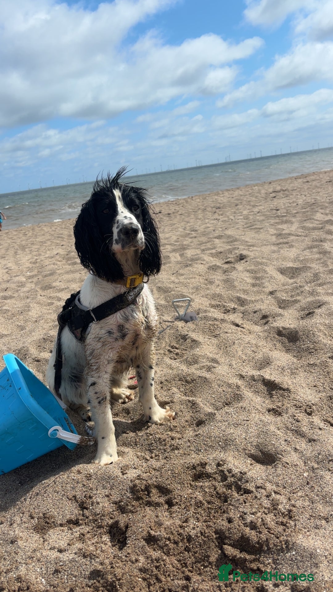 Sprocker dogs for sale: Daisy and dug  - Advert 6
