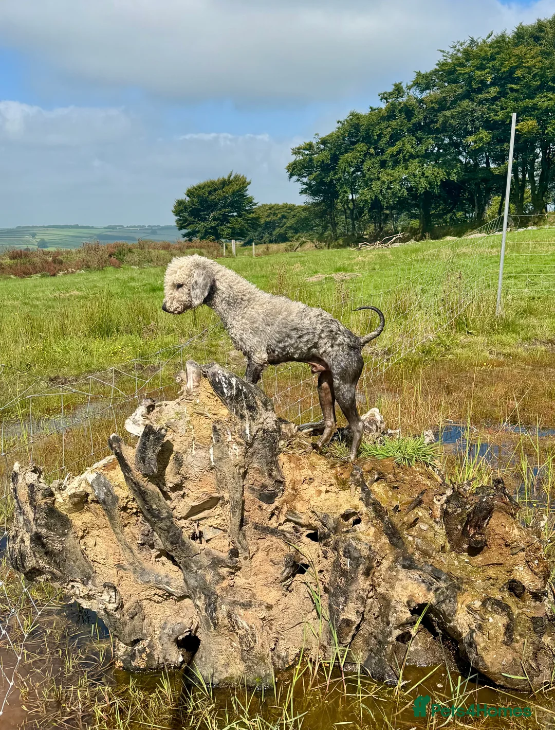 Bedlington Terrier dogs for stud: KC registered CT tested bedlington - Advert 6
