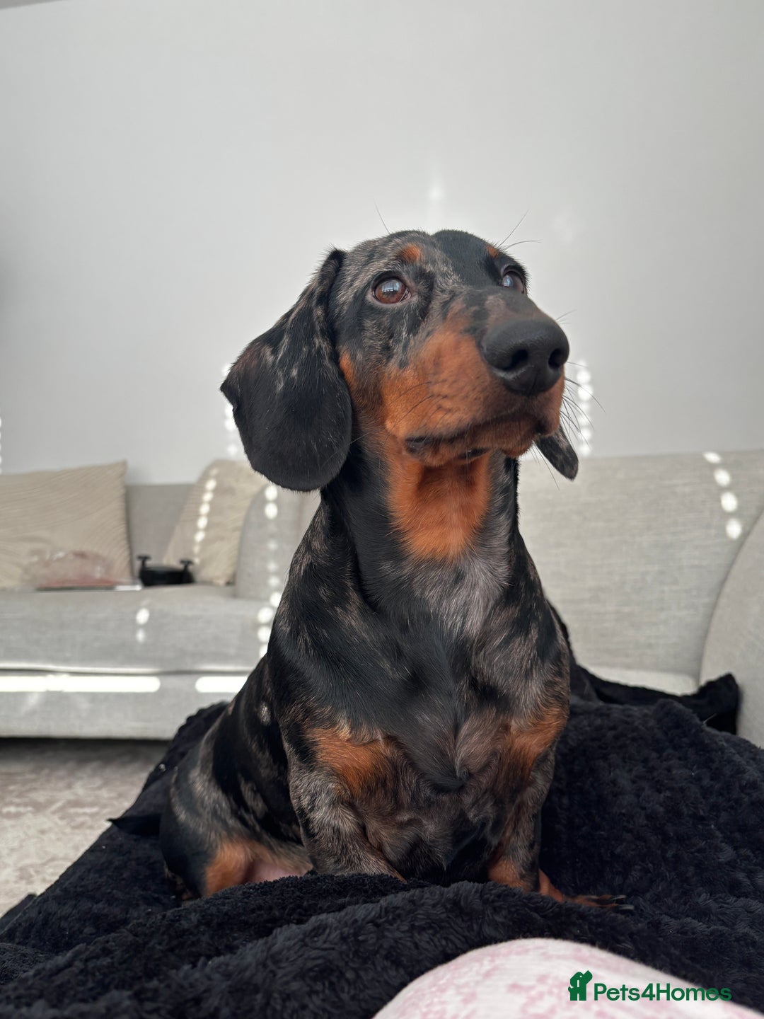Dachshund dogs for stud: Dapple dachshund available for stud   - Advert 2