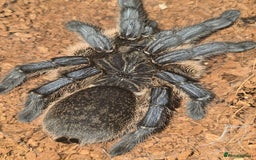 Tarantulas invertebrates for sale: Updated Tarantula list in Hounslow - Image 3