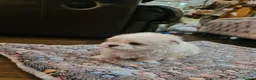 Maltese dogs for sale: EXQUISITE 5STAR TOY MINIATURE KOREAN MALTESE PUPPY - Advert 14