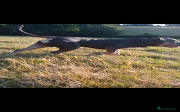 American Bully dogs for sale: American bully  - Image 4